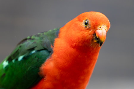 Australian King Parrot in Victoria Australiaの写真素材