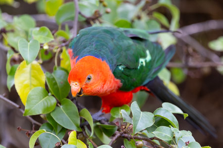 Australian King Parrot in Victoria Australiaの写真素材