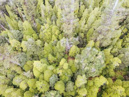 Old Growth Forest Logging in Styx Valley Tasmania Australiaの写真素材