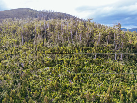 Old Growth Logging in Southwest National Park Tasmania Australiaの写真素材