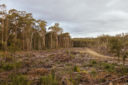 Old Growth Logging in Southwest National Park Tasmania Australiaの写真素材