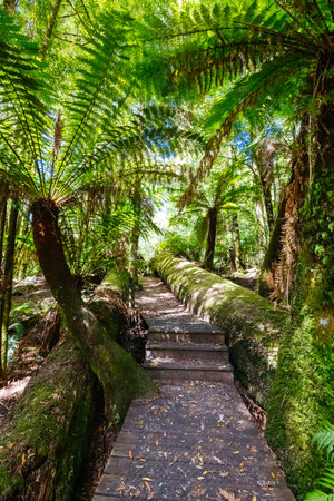 Old Growth Forest in Styx Valley Tasmania Australia