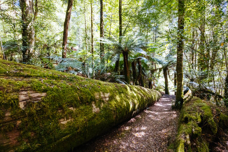 Old Growth Forest in Styx Valley Tasmania Australiaの写真素材