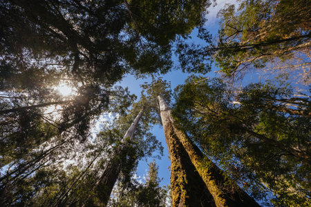 Old Growth Forest in Styx Valley Tasmania Australiaの写真素材