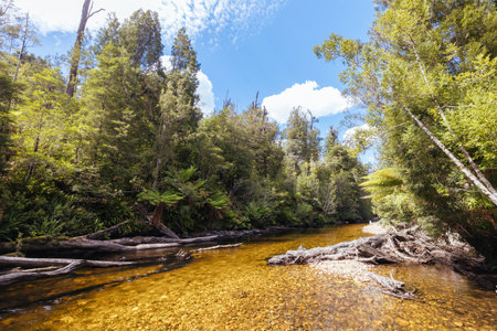 Old Growth Forest in Styx Valley Tasmania Australiaの写真素材