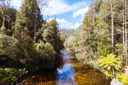 Old Growth Forest in Styx Valley Tasmania Australiaの写真素材