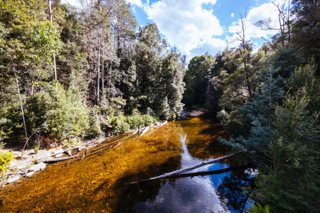 Old Growth Forest in Styx Valley Tasmania Australiaの写真素材