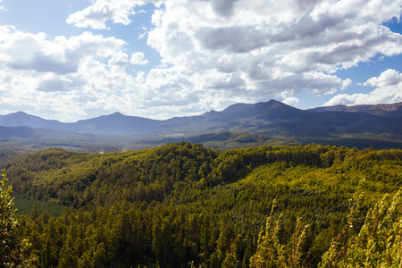 Old Growth Forest in Styx Valley Tasmania Australiaの写真素材