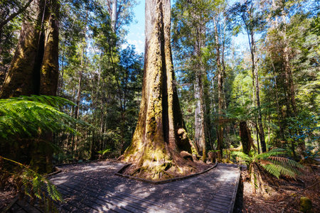 Old Growth Forest in Styx Valley Tasmania Australiaの写真素材