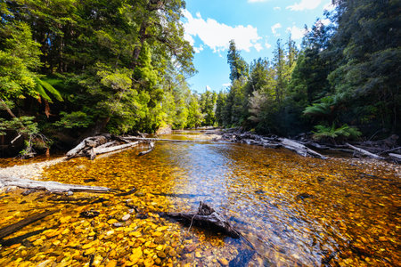 Old Growth Forest in Styx Valley Tasmania Australiaの写真素材