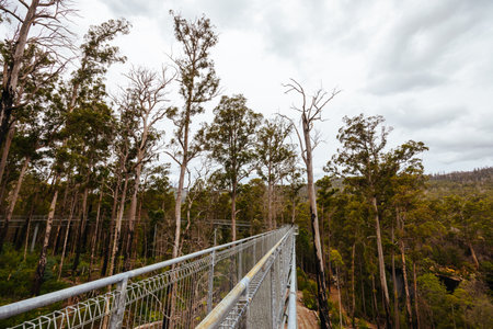 Tahune Airwalk in Tasmania Australiaの写真素材