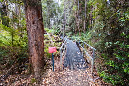 Tahune Airwalk in Tasmania Australiaの写真素材