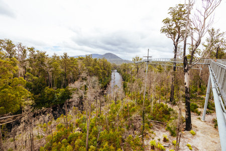 Tahune Airwalk in Tasmania Australiaの写真素材