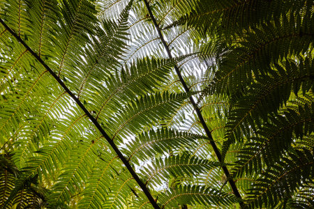 Tahune Airwalk in Tasmania Australiaの写真素材