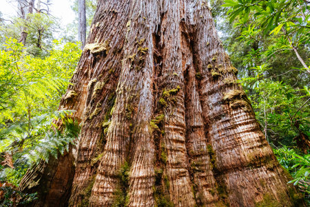 Tahune Airwalk in Tasmania Australiaの写真素材