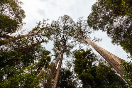 Tahune Airwalk in Tasmania Australiaの写真素材