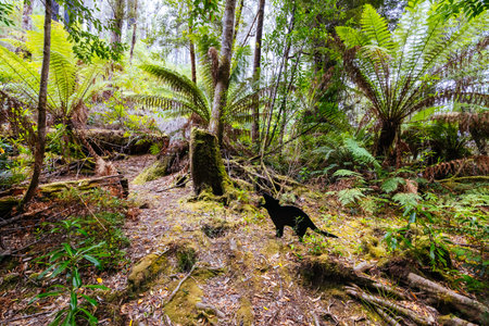 Tahune Airwalk in Tasmania Australia