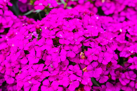 Dianthus Jolt Flowers in Australia