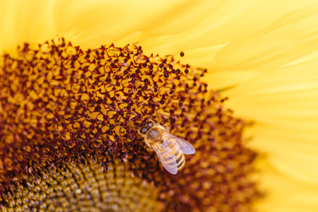Sunflowers in the Dandeong Ranges in Australia