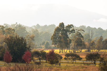 Lilydale to Warburton Rail Trail in Australiaの写真素材