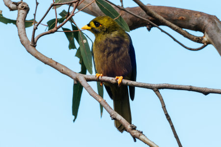 Australian Bell Miner in Victoria Australiaの写真素材