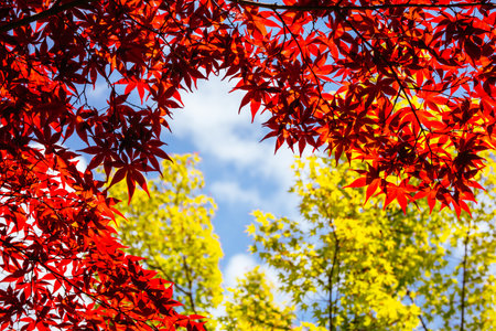 Eikando Temple (Eikan-do) in Kyoto Japanの写真素材