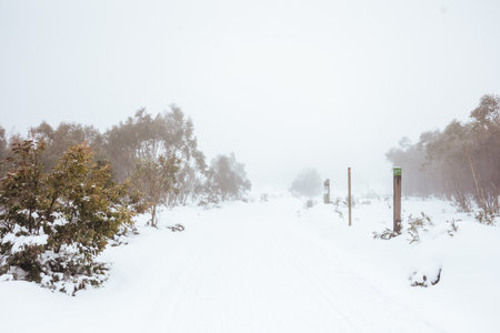 Family Snowshoeing and snow landscape at Lake Mountain Australia