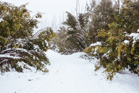 Family Snowshoeing and snow landscape at Lake Mountain Australia