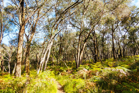 Long Point Circuit Walk in Australiaの写真素材