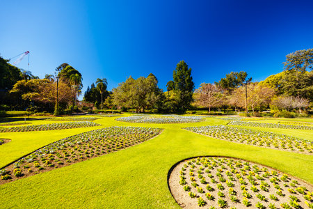 City Botanic Gardens in Brisbane Australiaの写真素材