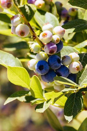 Blueberries in Stanley Australiaの写真素材