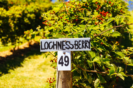 Fruit Grower in Stanley Australia