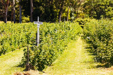 Fruit Grower in Stanley Australiaの写真素材