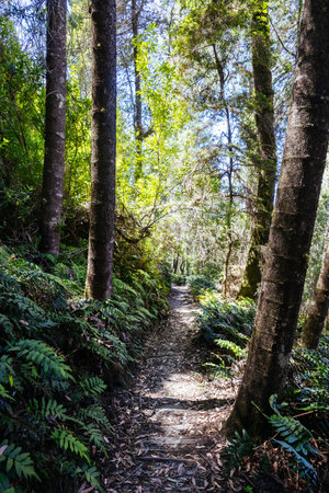 Donaghys Hill in Tasmania Australia