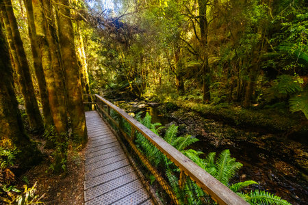 Nelson Falls in Franklin-Gordon Wild Rivers National Park Tasmania Australiaの写真素材