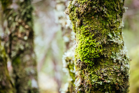 Ancient Myrtle Beech Forest in Tasmania, Australiastの写真素材