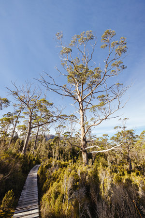 Du Cane Range View in Tasmania Australiaの写真素材