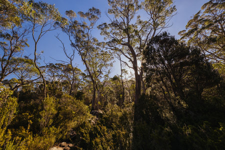 Du Cane Range View in Tasmania Australiaの写真素材