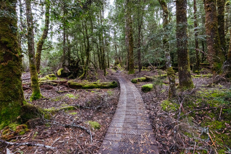 Overland Track Landscape in Tasmania Australiaの写真素材