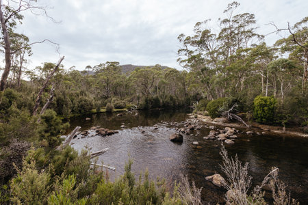 Narcissus River in Tasmania Australiaの写真素材