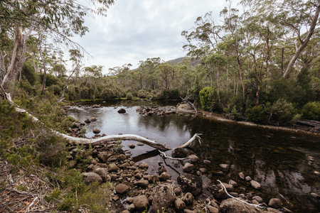 Narcissus River in Tasmania Australiaの写真素材