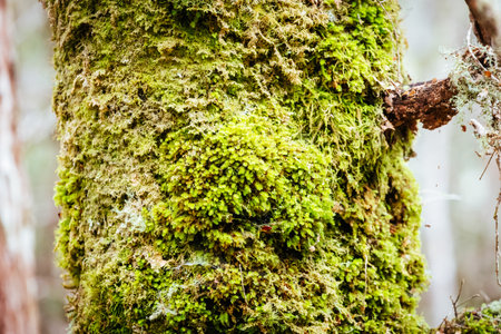 Ancient Myrtle Beech Forest in Tasmania, Australiastの写真素材