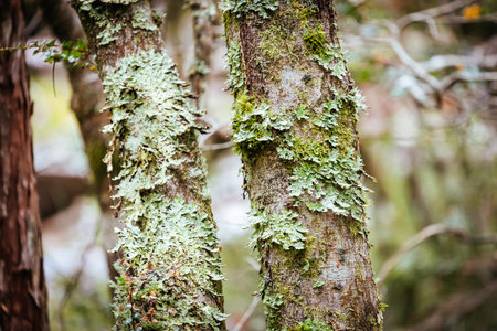 Ancient Myrtle Beech Forest in Tasmania, Australiastの写真素材