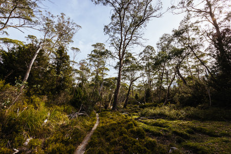 Arm River Track in Tasmania Australiaの写真素材