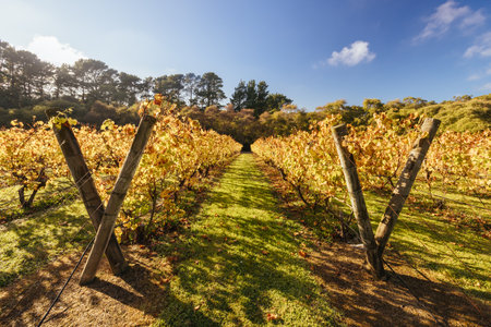Mornington Peninsula Vines in Australiaの写真素材