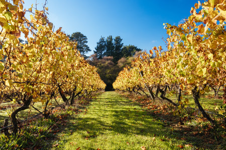 Mornington Peninsula Vines in Australiaの写真素材
