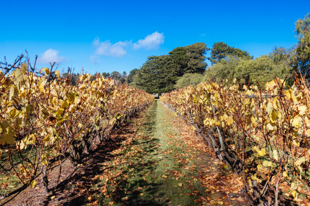 Mornington Peninsula Vines in Australiaの写真素材
