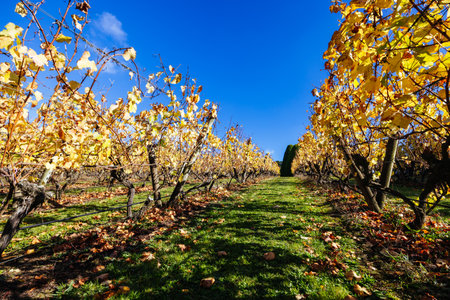 Mornington Peninsula Vines in Australiaの写真素材