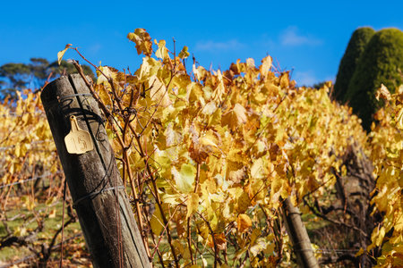 Mornington Peninsula Vines in Australiaの写真素材