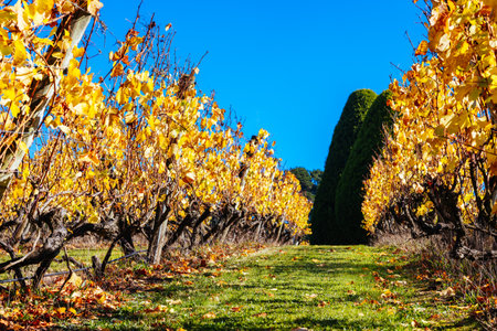 Mornington Peninsula Vines in Australiaの写真素材